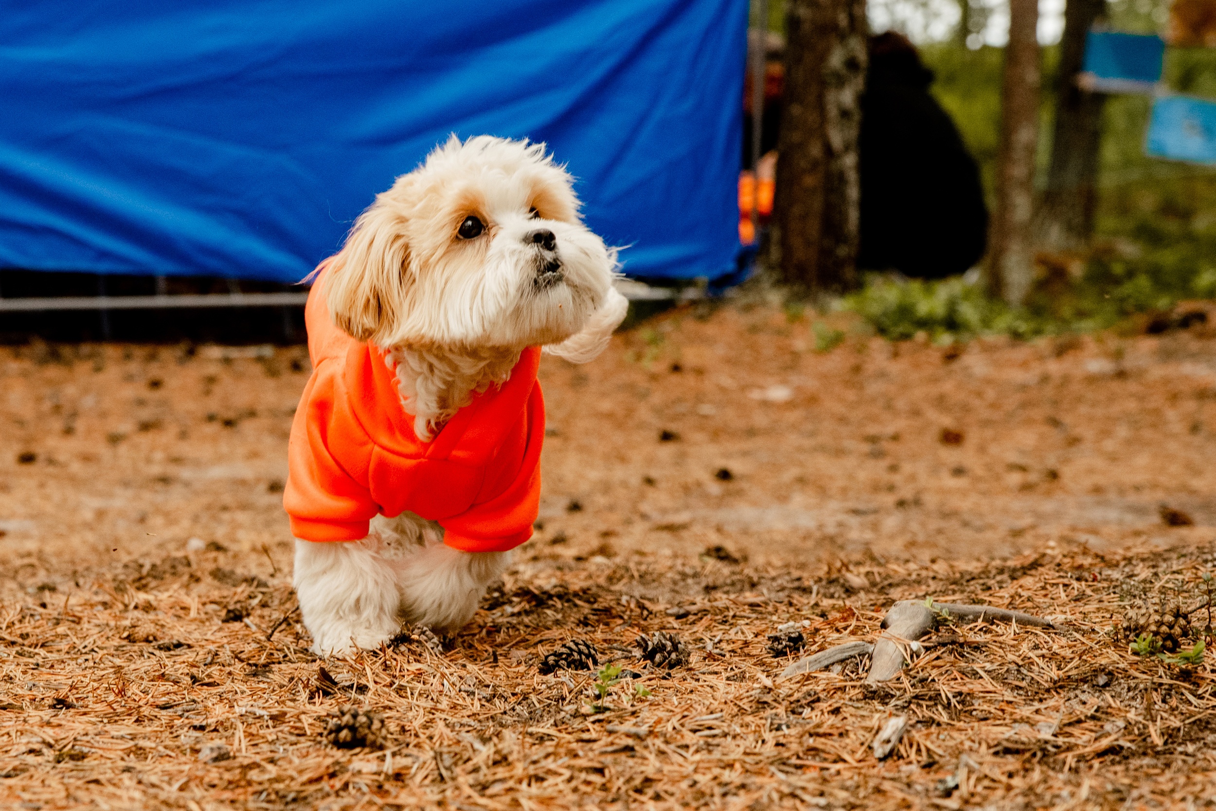 Описание фото 1