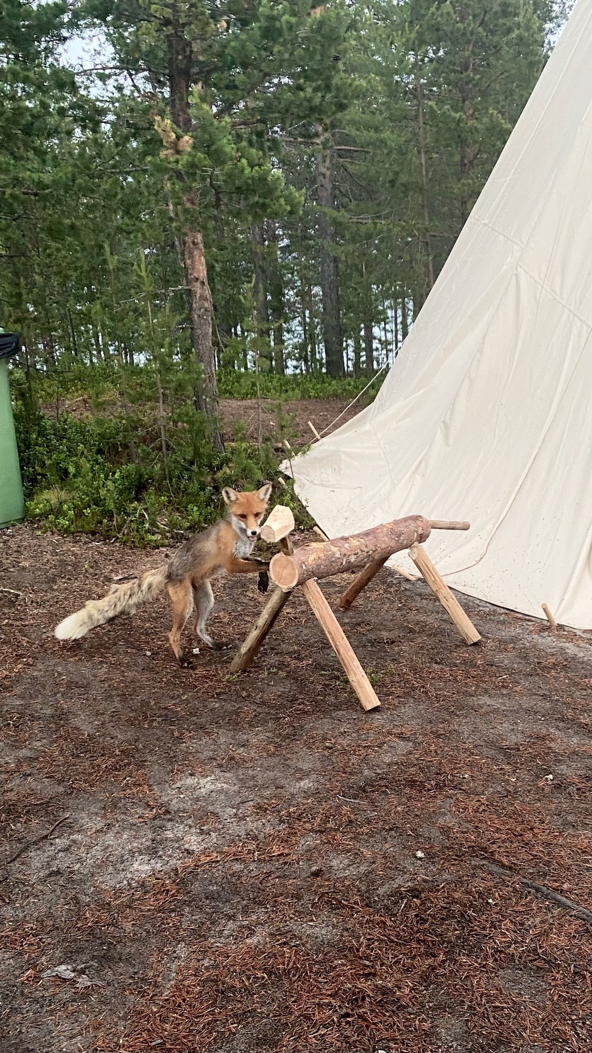 Описание вертикального фото 3